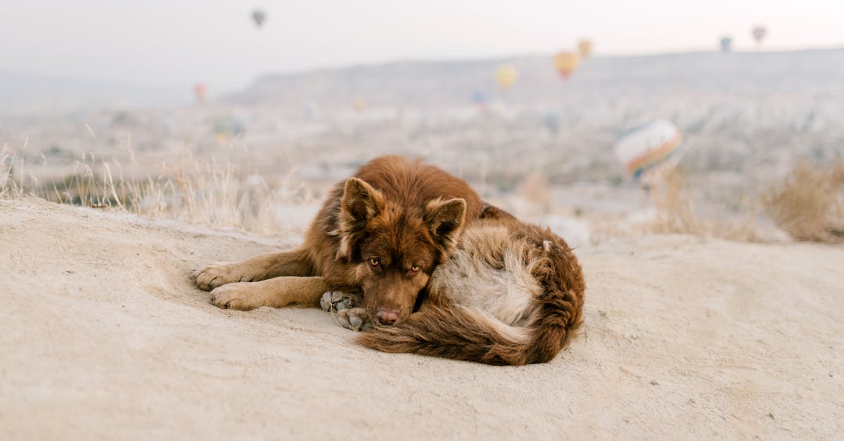 seo 737d457f4b08f0981d8a38a945bcf75b